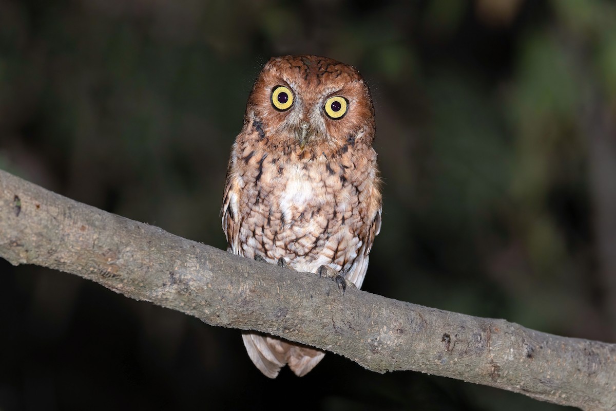 Whiskered Screech-Owl - ML632039390