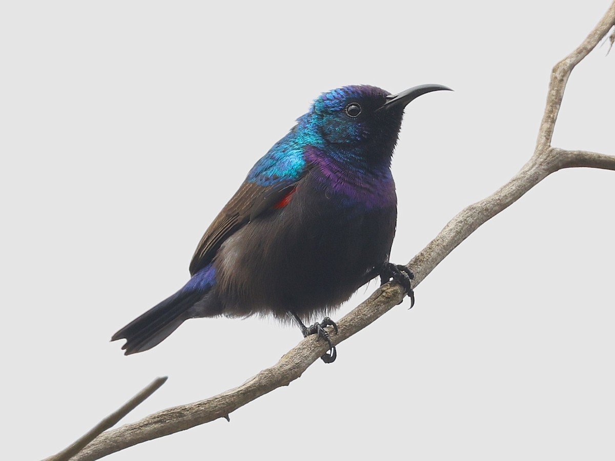 Palestine Sunbird - ML632039447
