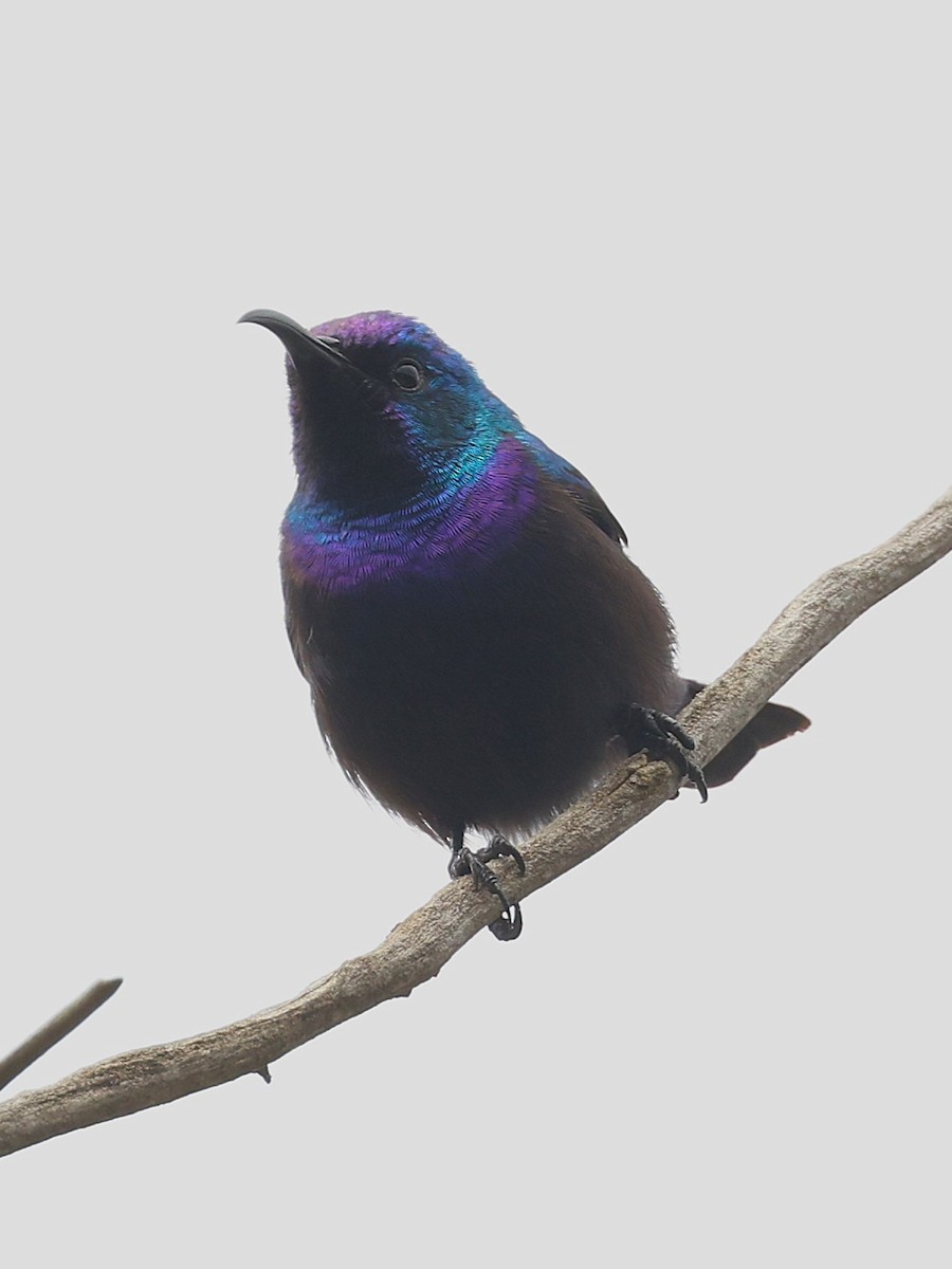 Palestine Sunbird - ML632039448