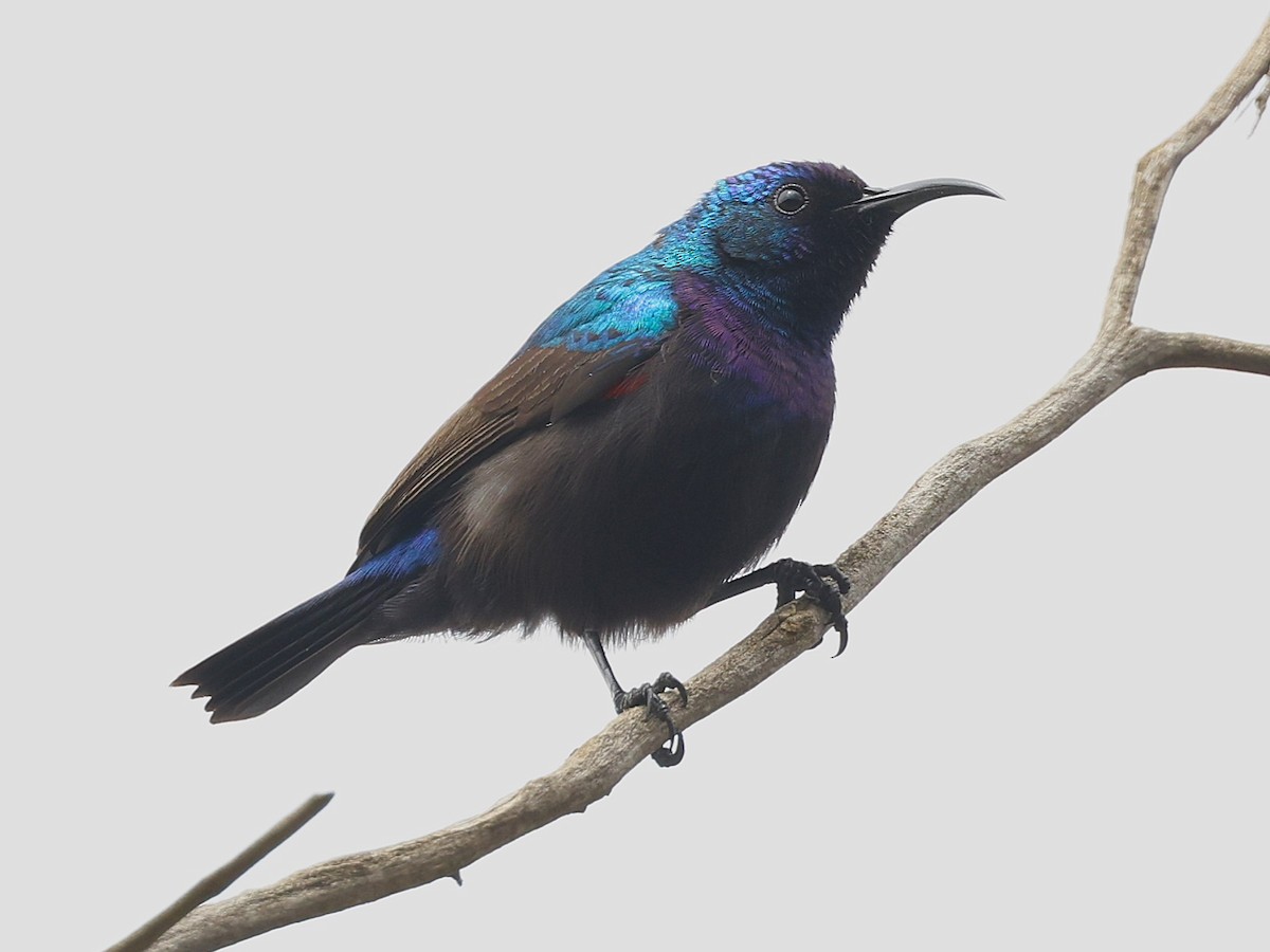 Palestine Sunbird - ML632039449