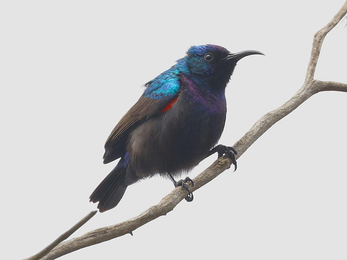 Palestine Sunbird - ML632039450