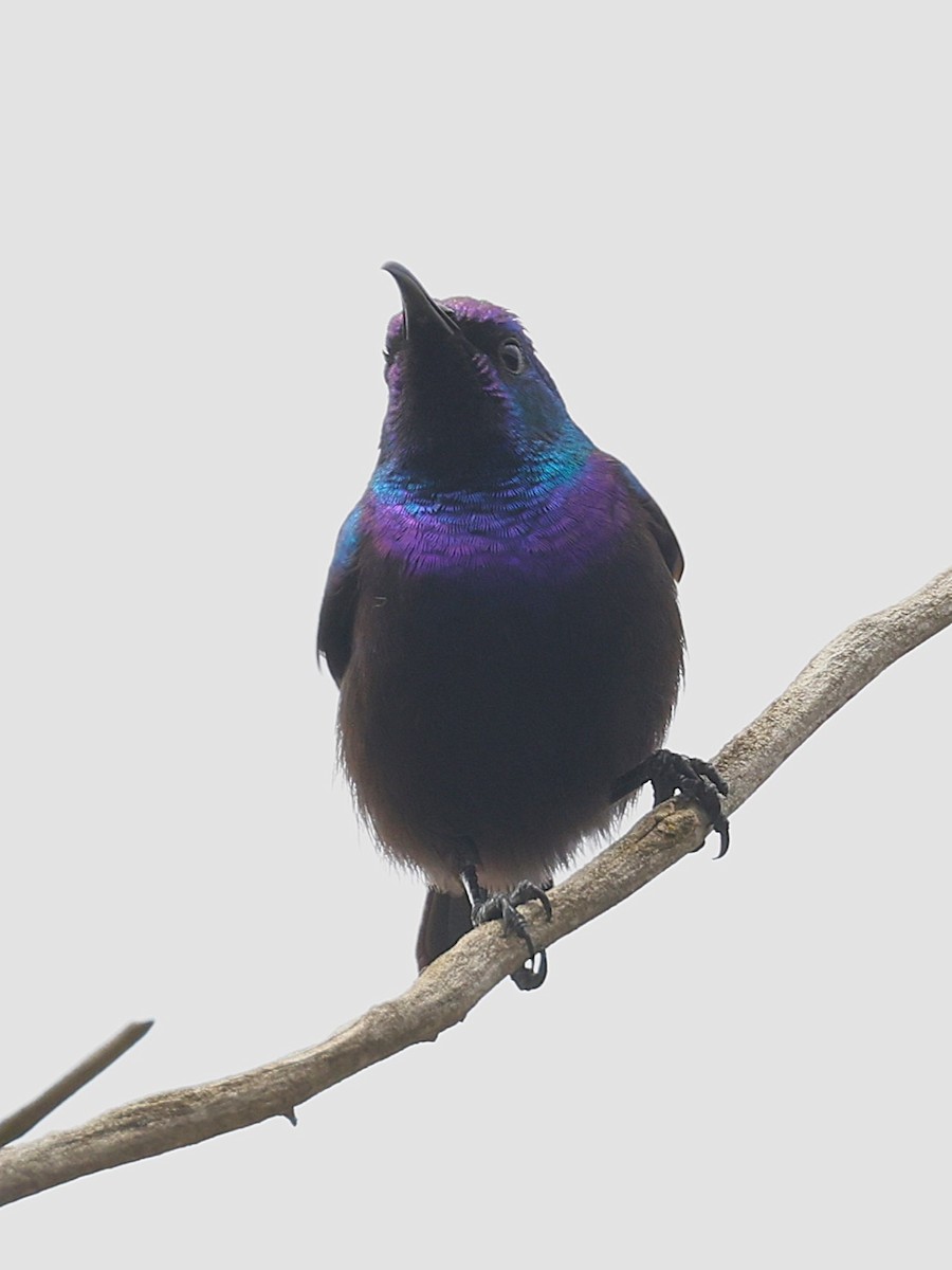 Palestine Sunbird - ML632039451