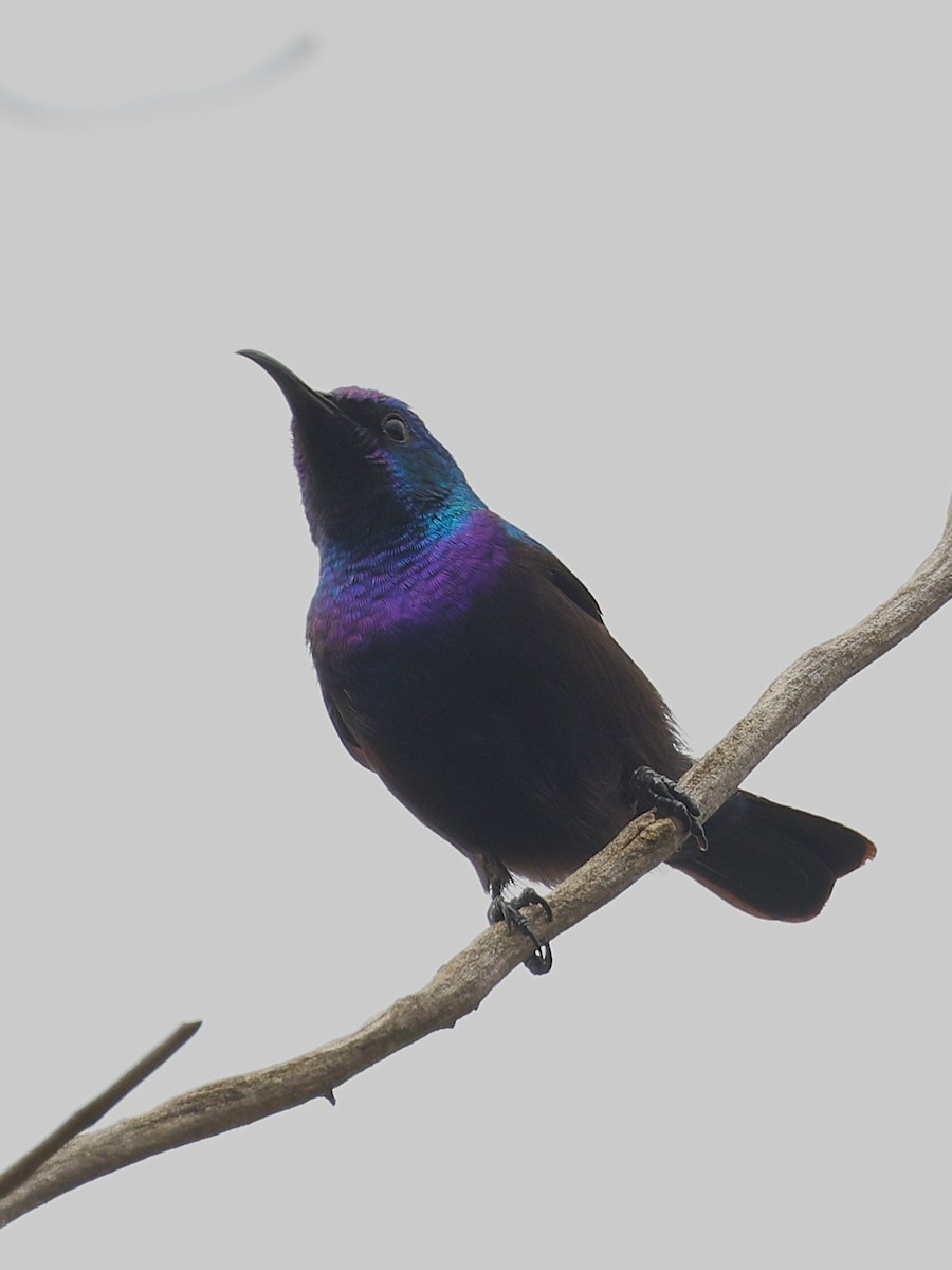 Palestine Sunbird - ML632039452
