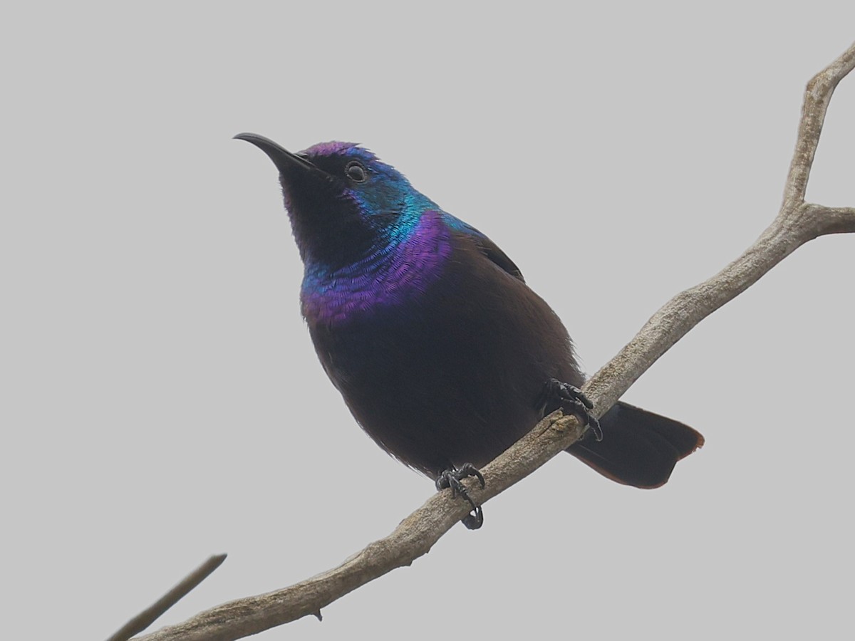 Palestine Sunbird - ML632039453