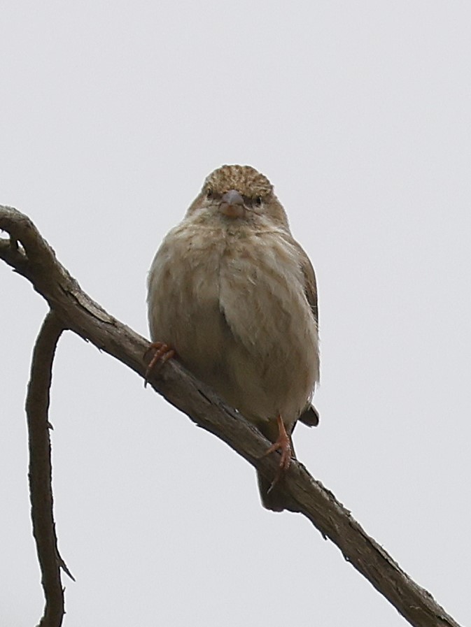 Yemen Serin - ML632039492