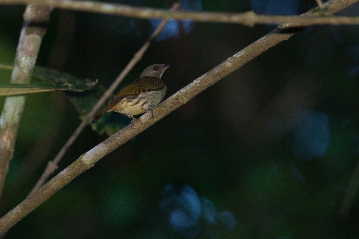 Malaysian Honeyguide - ML632039563