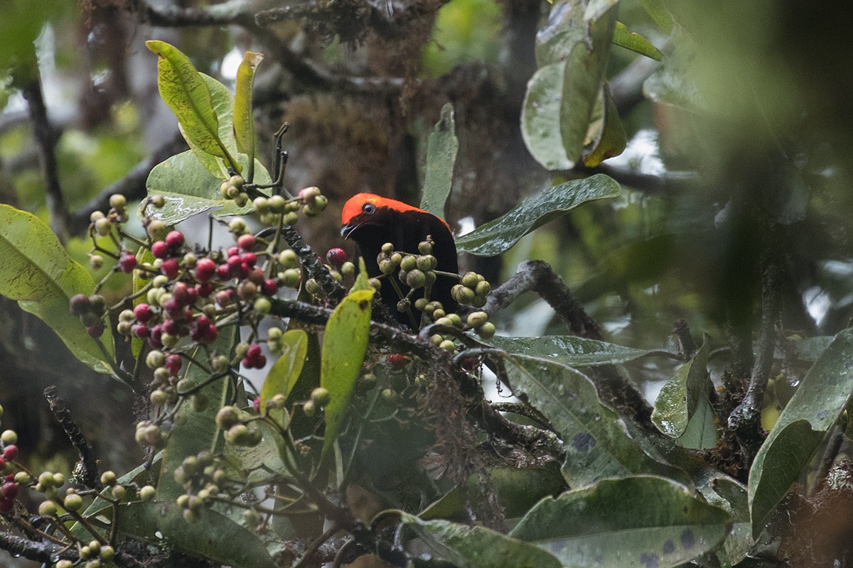 Crested Satinbird - ML63203961