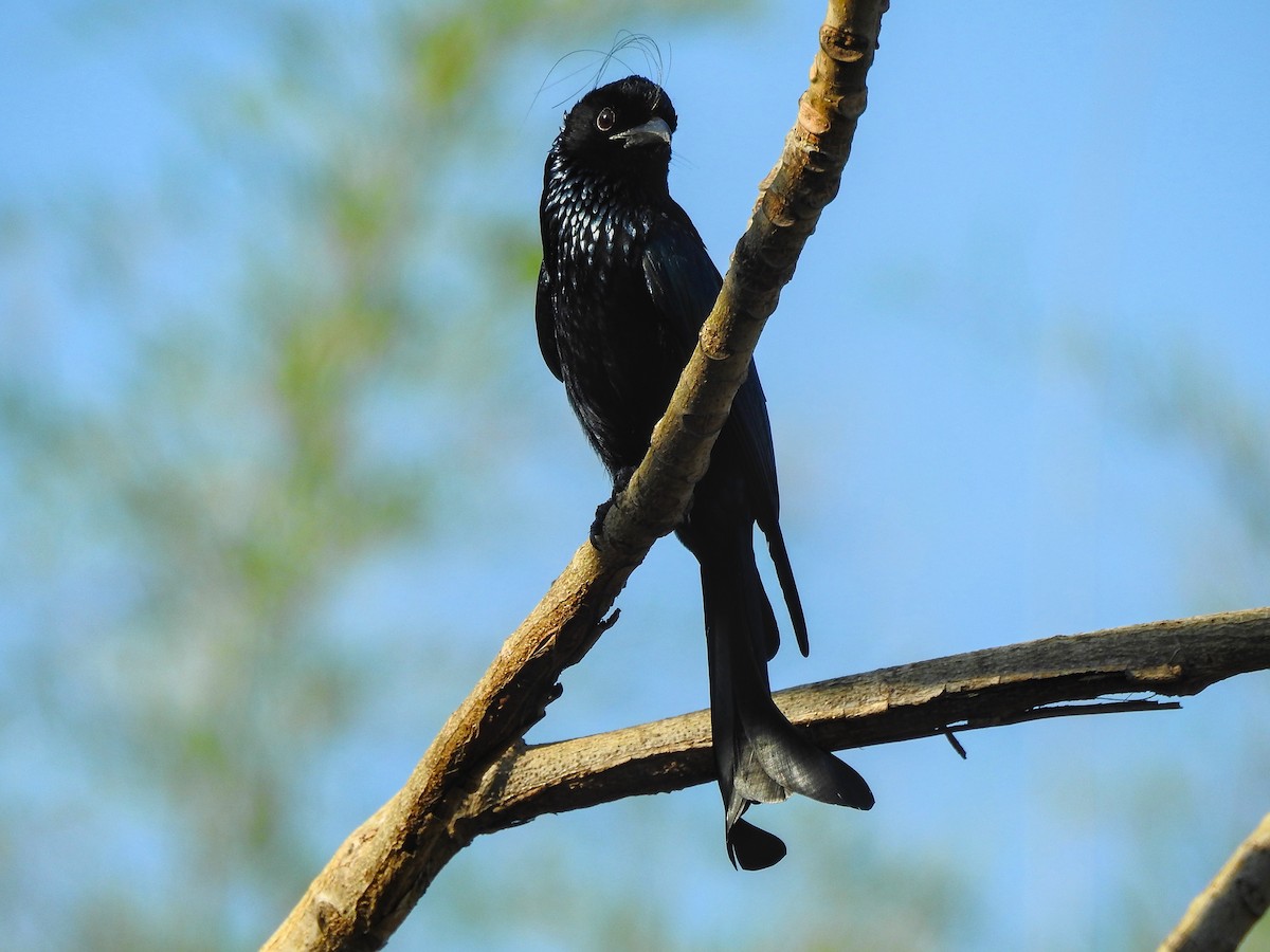 Hair-crested Drongo - ML632039717