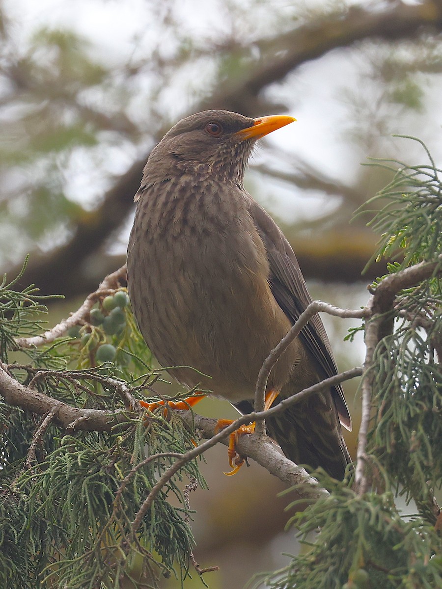 Yemen Thrush - ML632039756