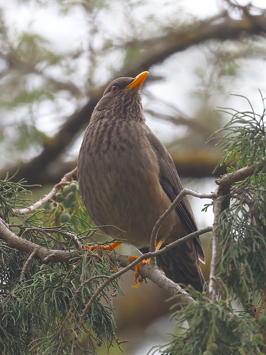 Yemen Thrush - ML632039757