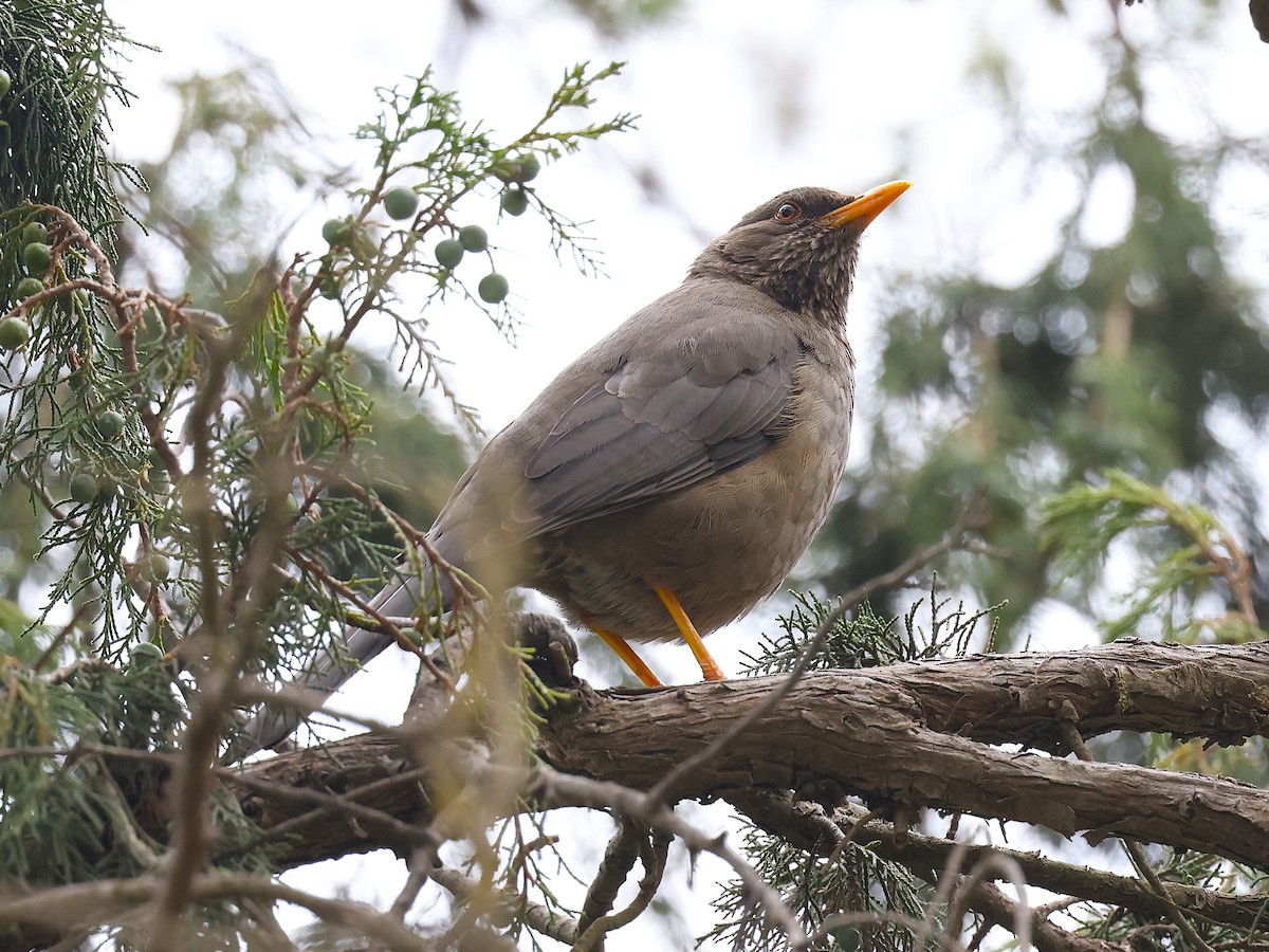 Yemen Thrush - ML632039758