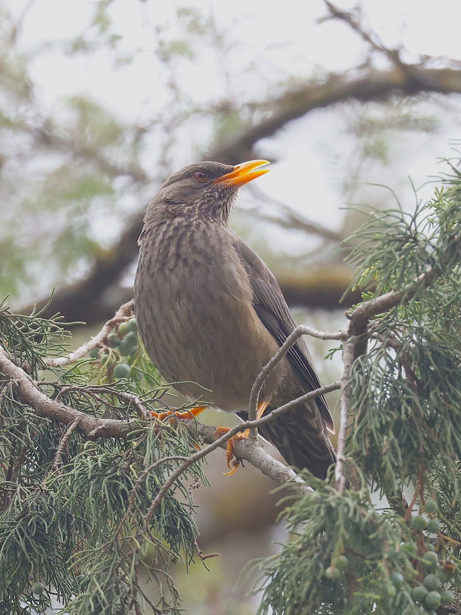 Yemen Thrush - ML632039760