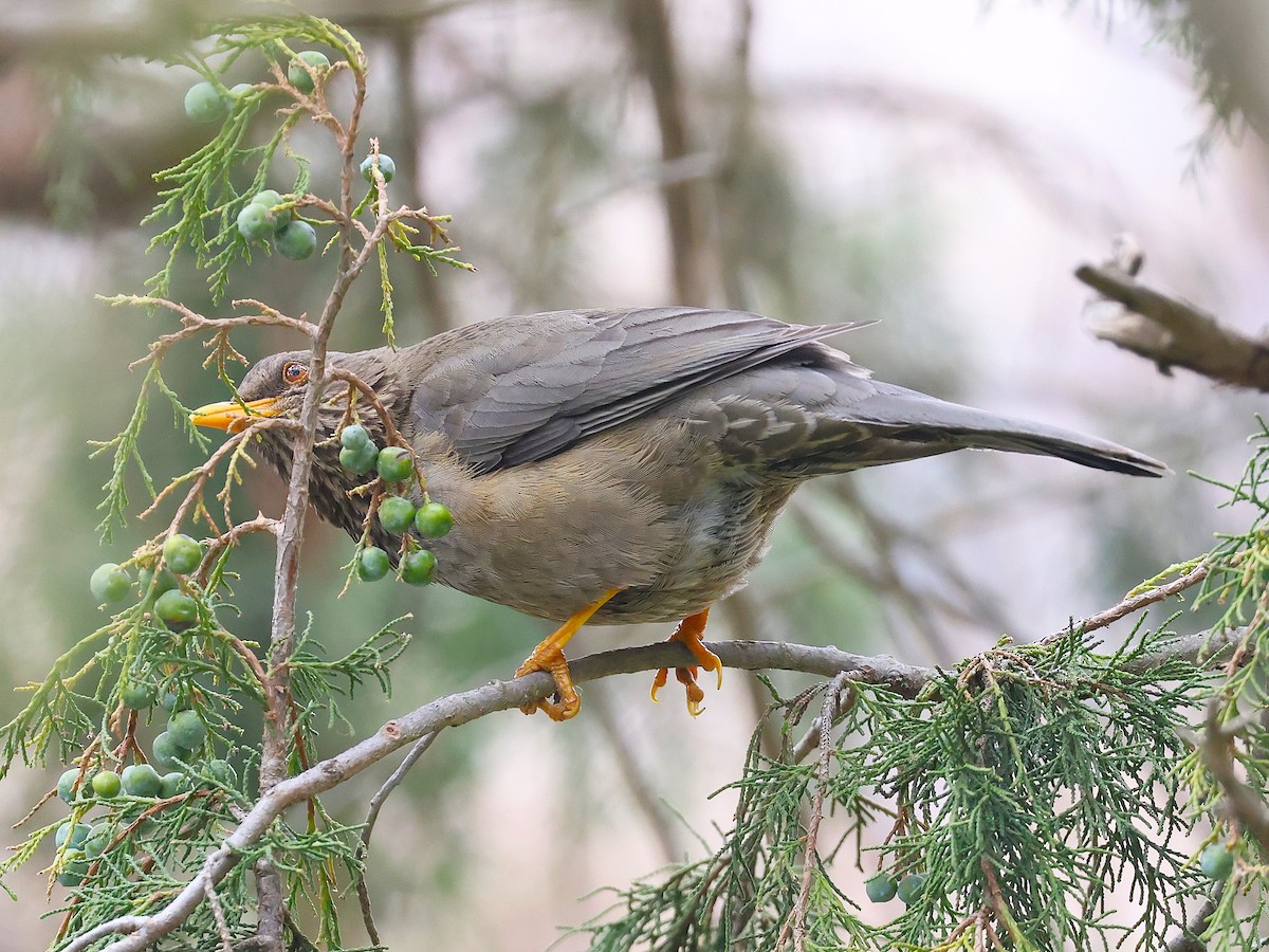 Yemen Thrush - ML632039761