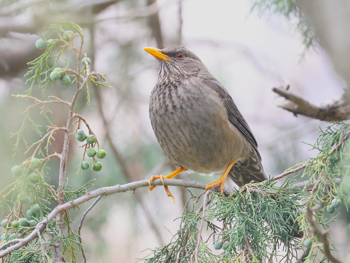 Yemen Thrush - ML632039762