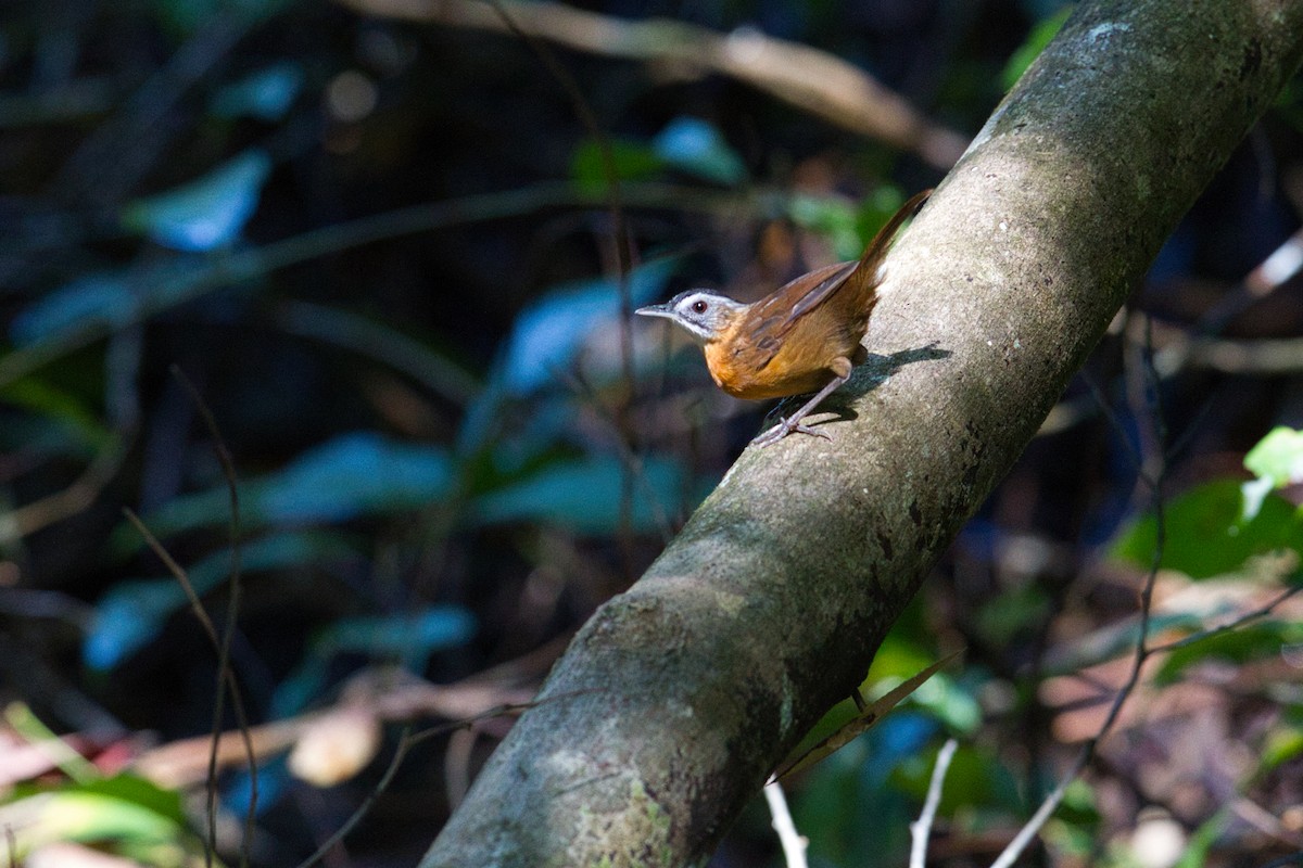 Malayan Black-capped Babbler - ML632039828