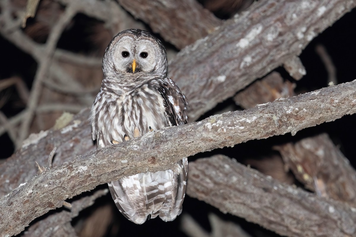 Cinereous Owl - ML632039882