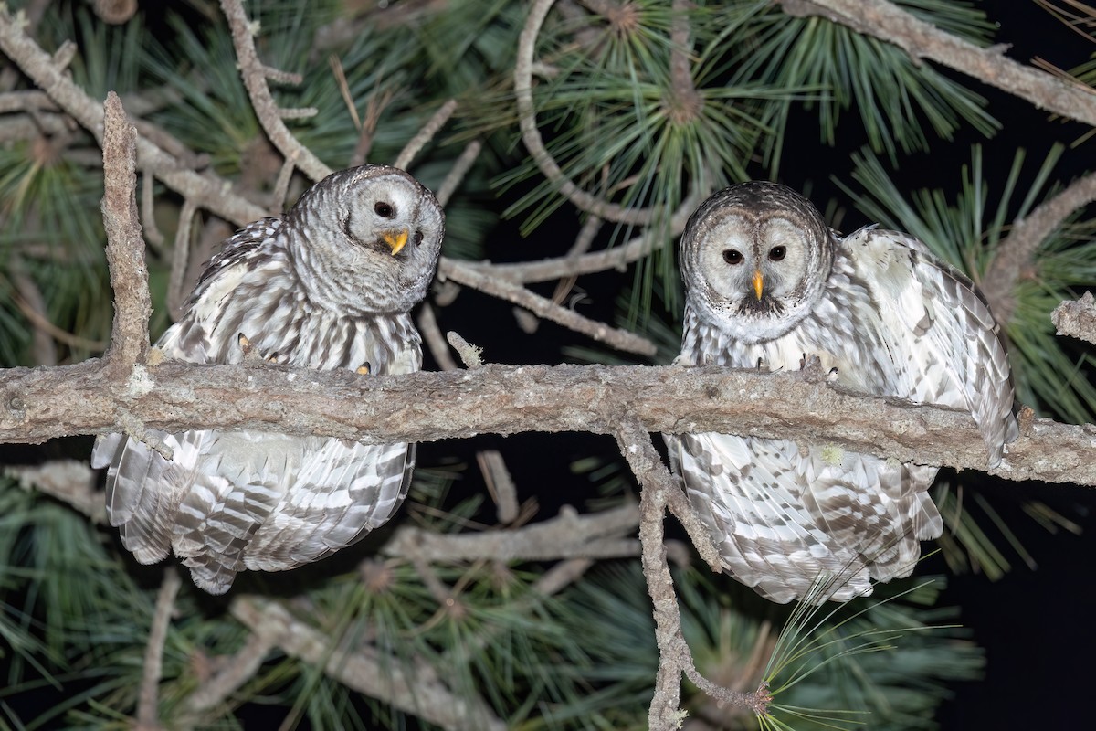 Cinereous Owl - ML632039883