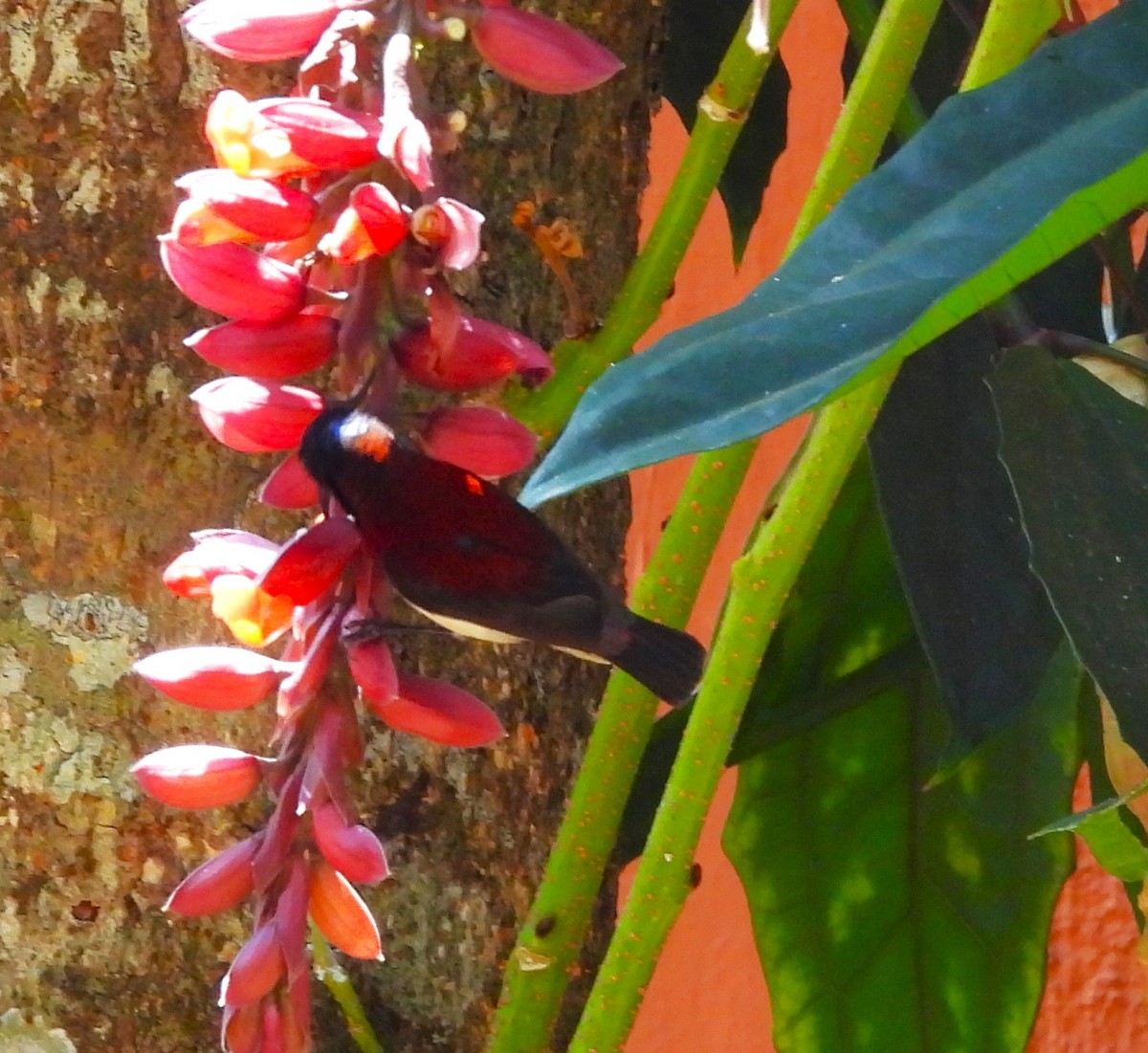 Crimson-backed Sunbird - ML632039949