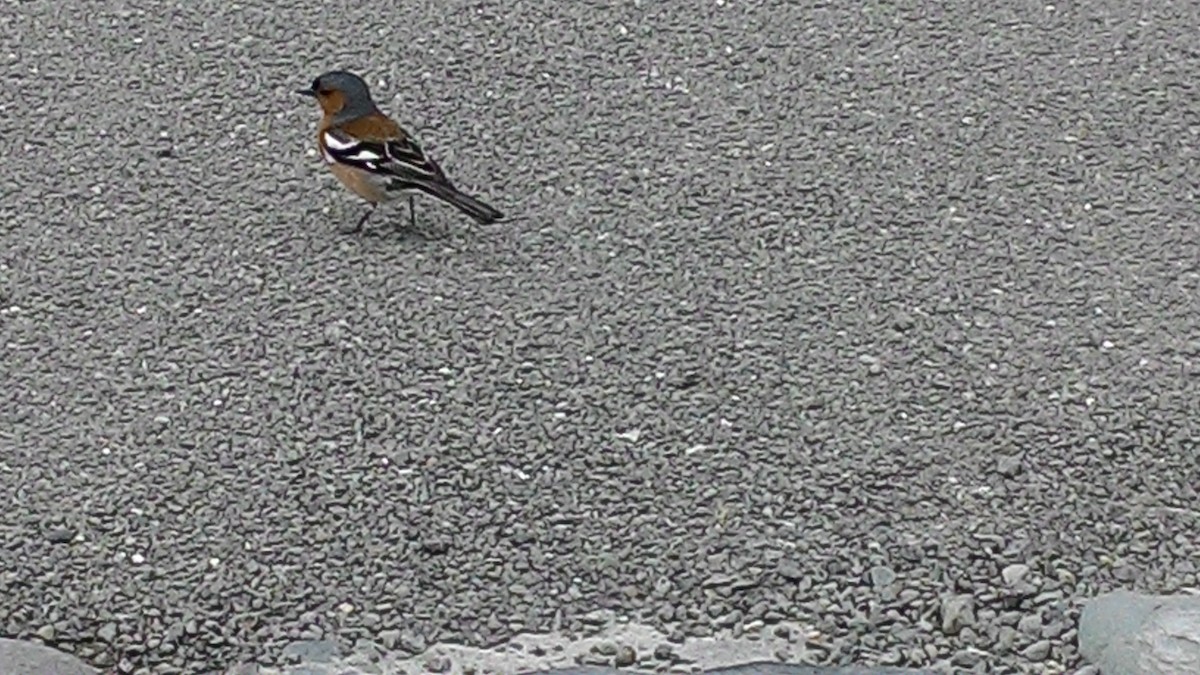 pěnkava obecná - ML632040077