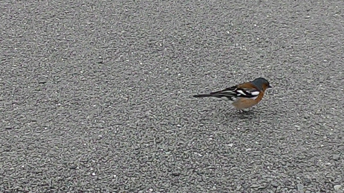 pěnkava obecná - ML632040080