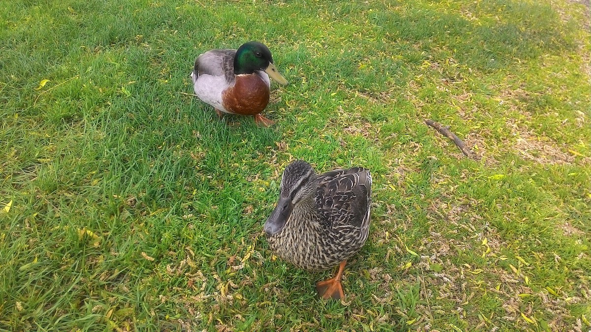 kachna divoká - ML632040130