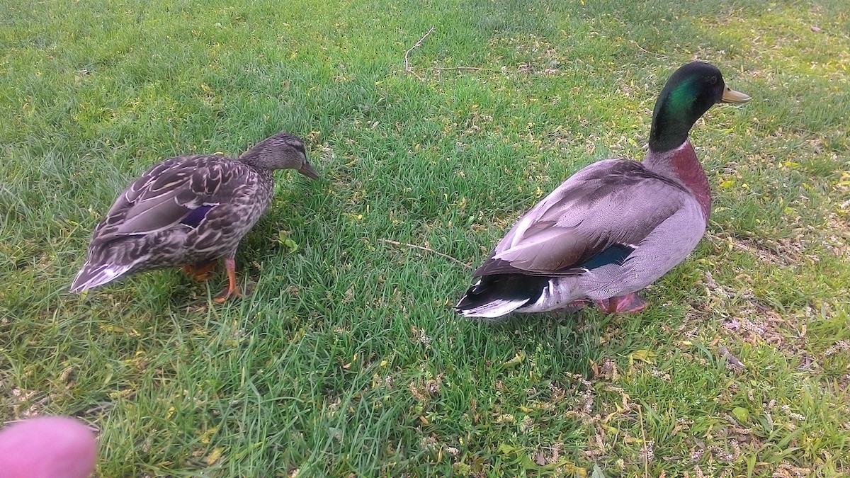 kachna divoká - ML632040146