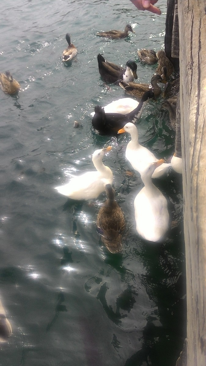 kachnovití sp. - ML632040169