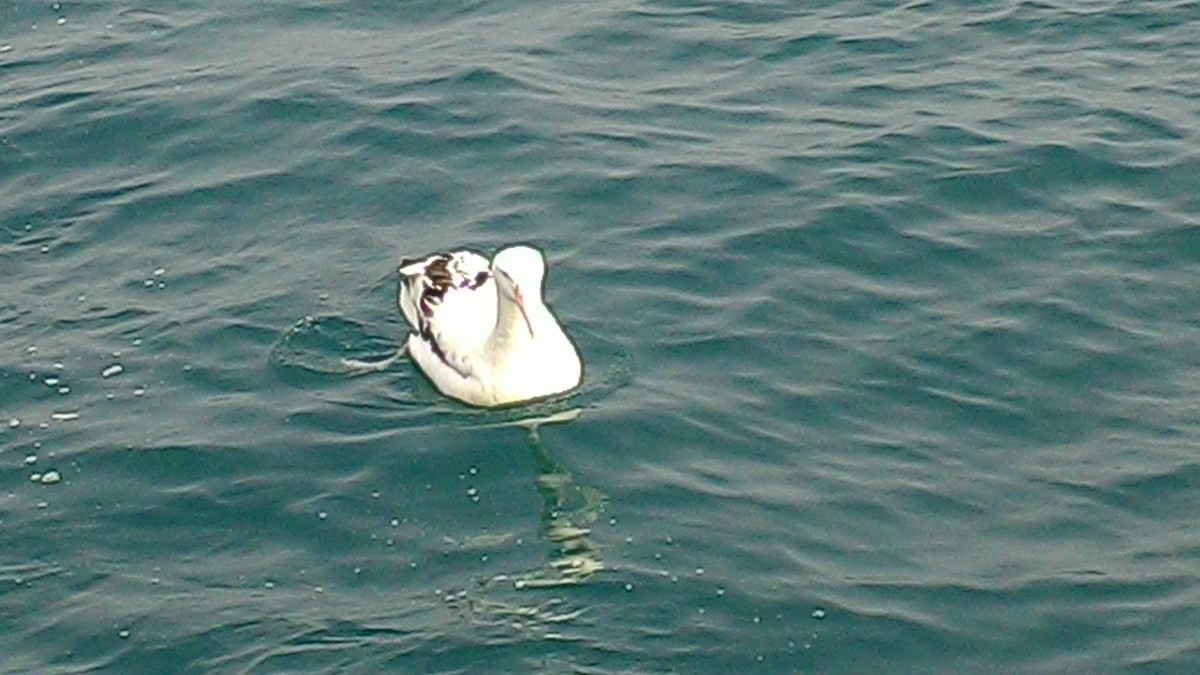 albatros sp. - ML632040206