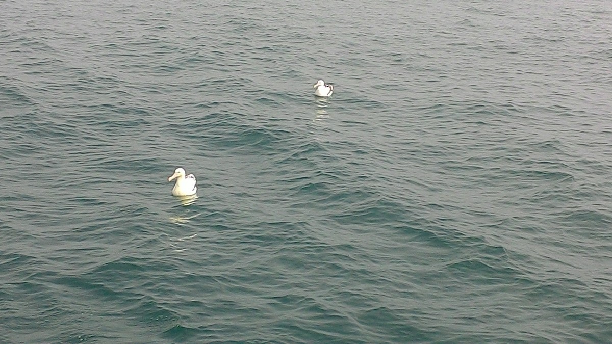 albatros sp. - ML632040207