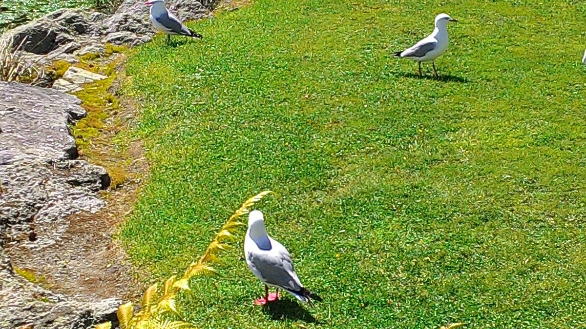 racek černozobý - ML632040236