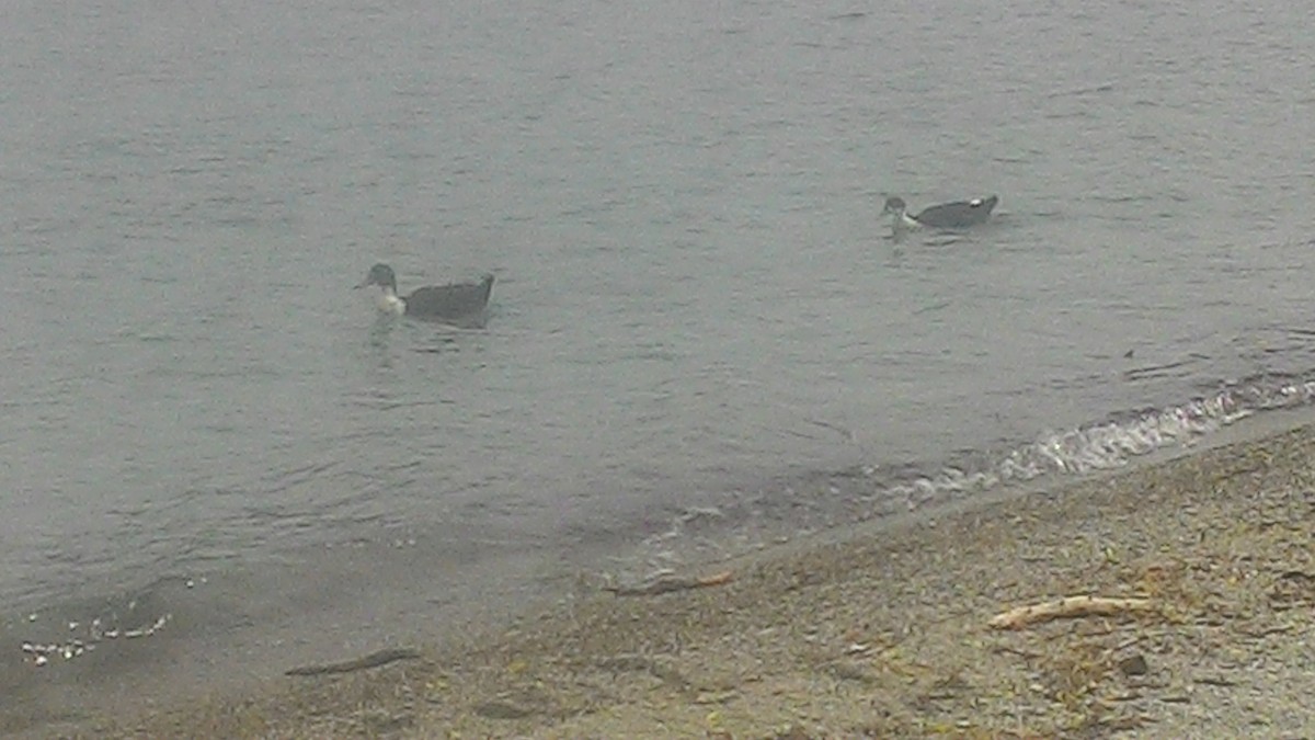 kachna divoká - ML632040245