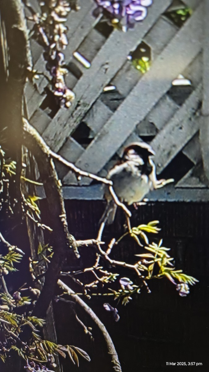 vrabec domácí - ML632040259