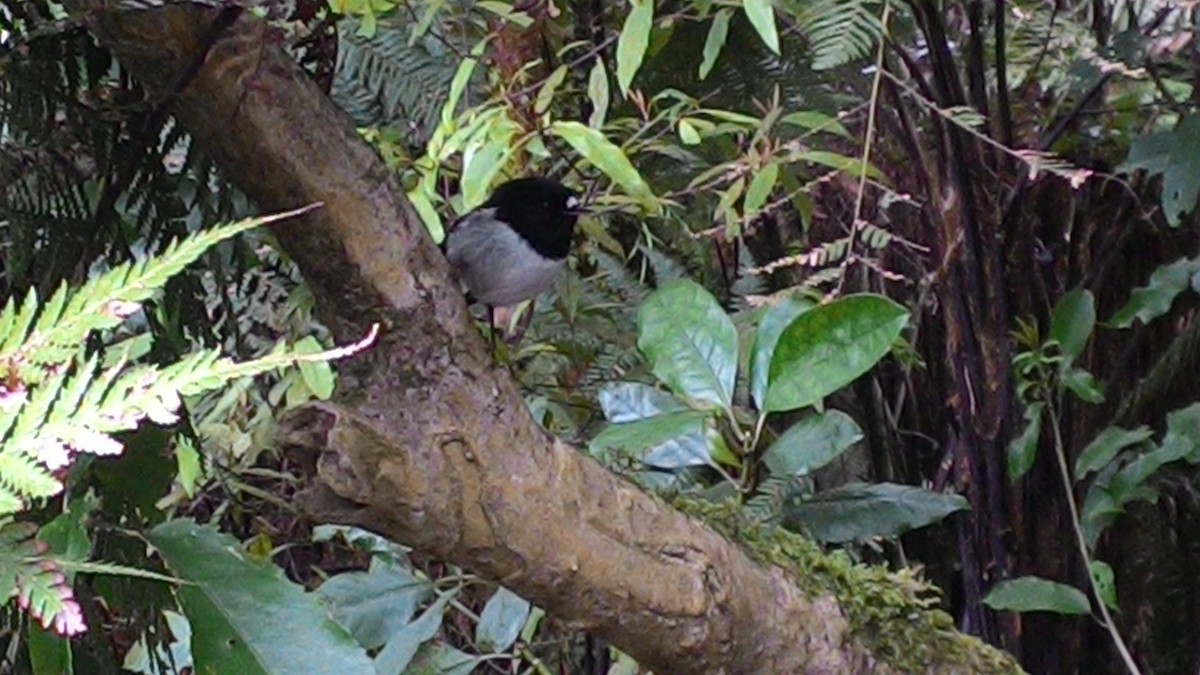 lejsčík novozélandský - ML632040268