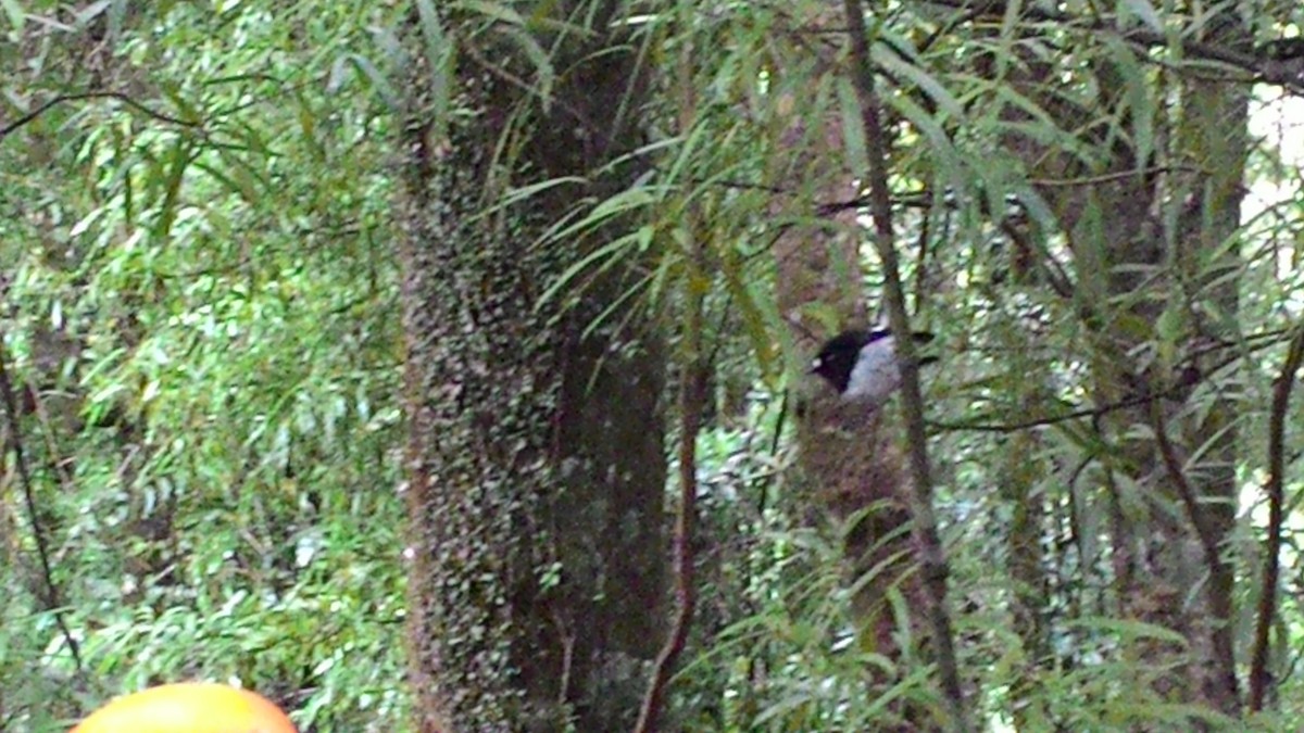 lejsčík novozélandský - ML632040273