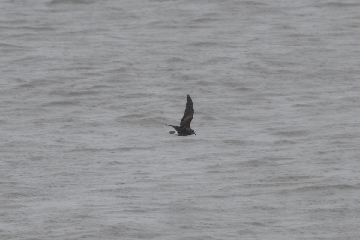 Leach's Storm-Petrel - ML632040280