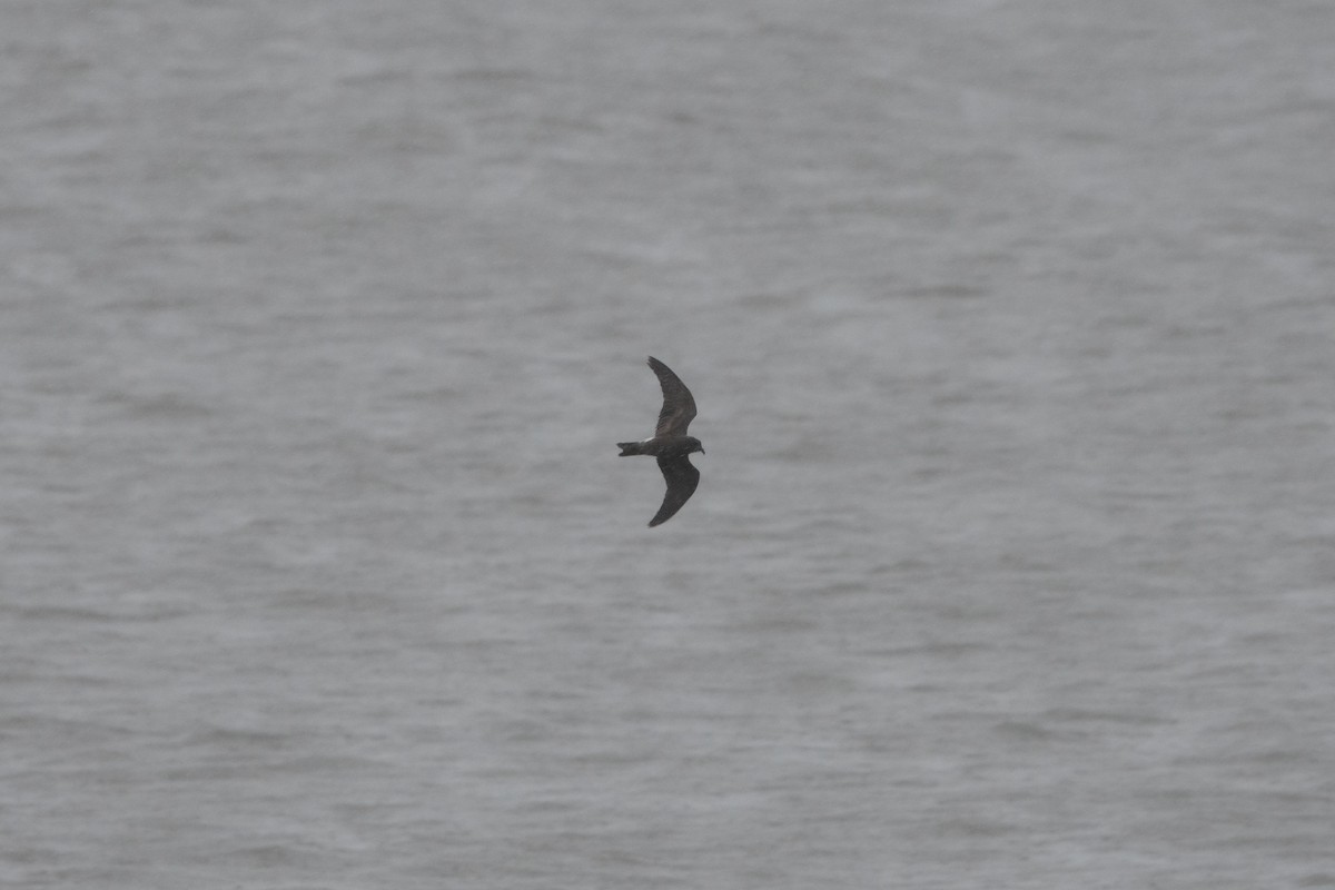 Leach's Storm-Petrel - ML632040284