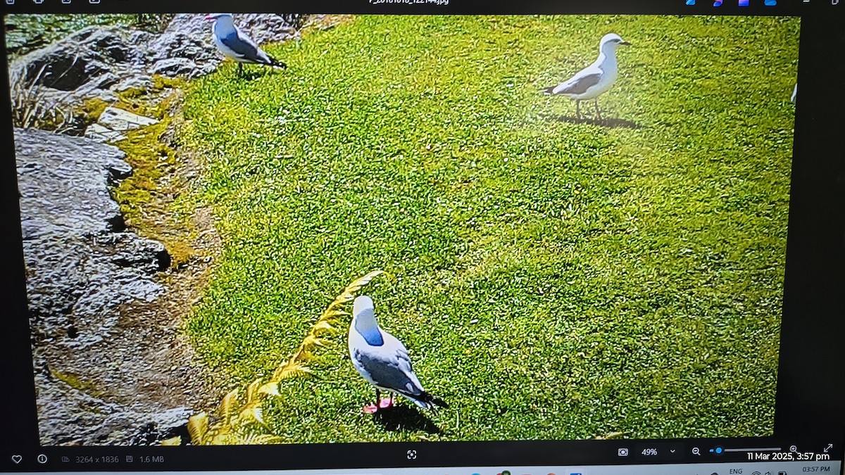 racek australský - ML632040285