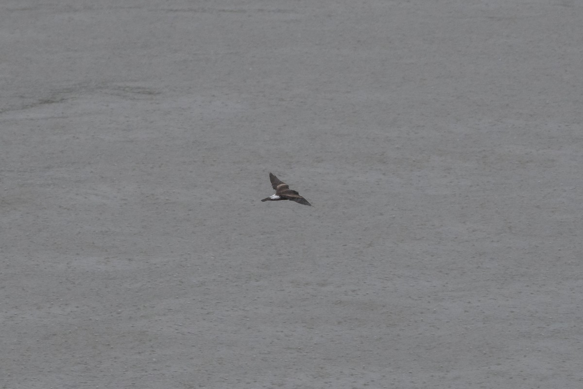 Leach's Storm-Petrel - ML632040288
