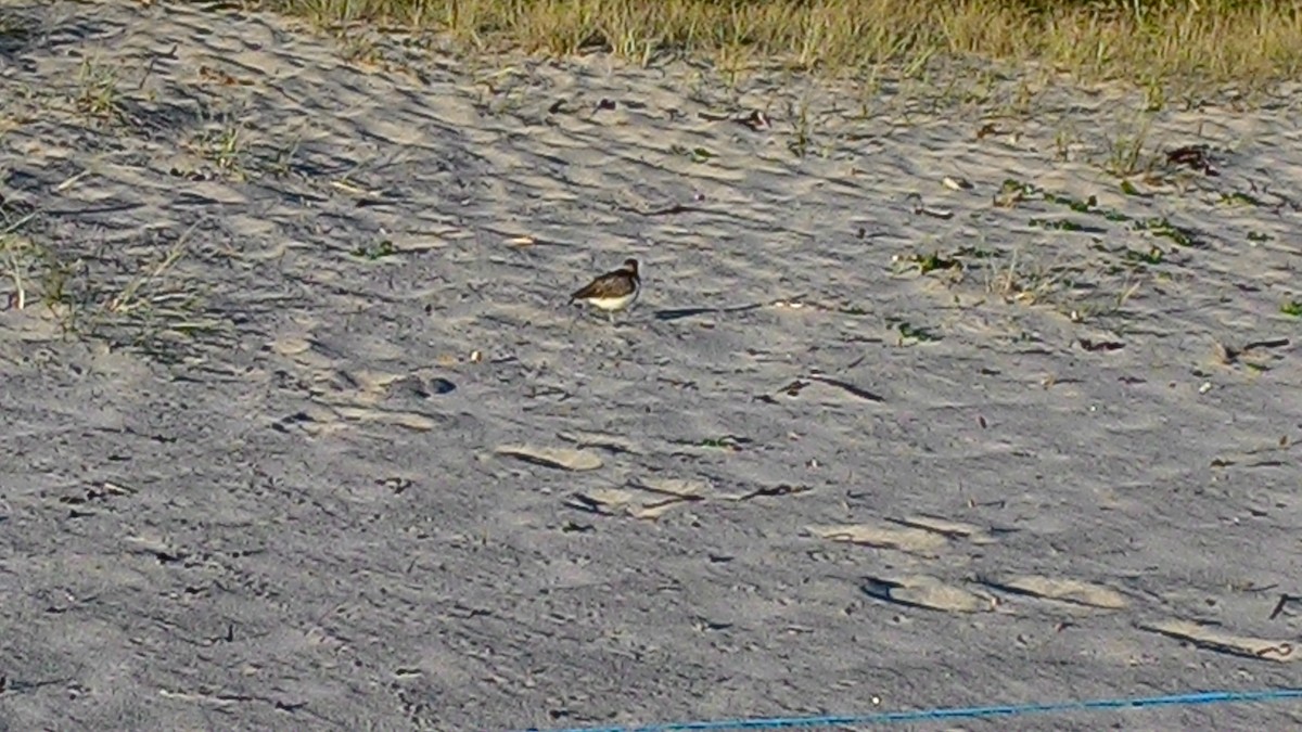 kamenáček pestrý - ML632040301