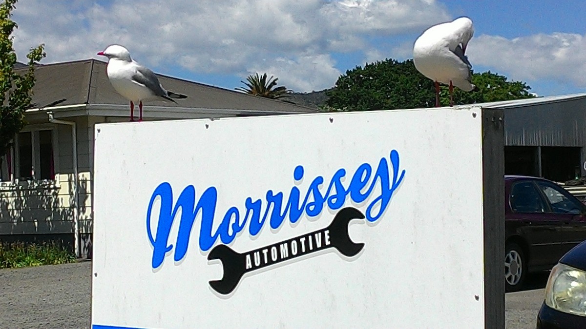 racek sp. - ML632040370