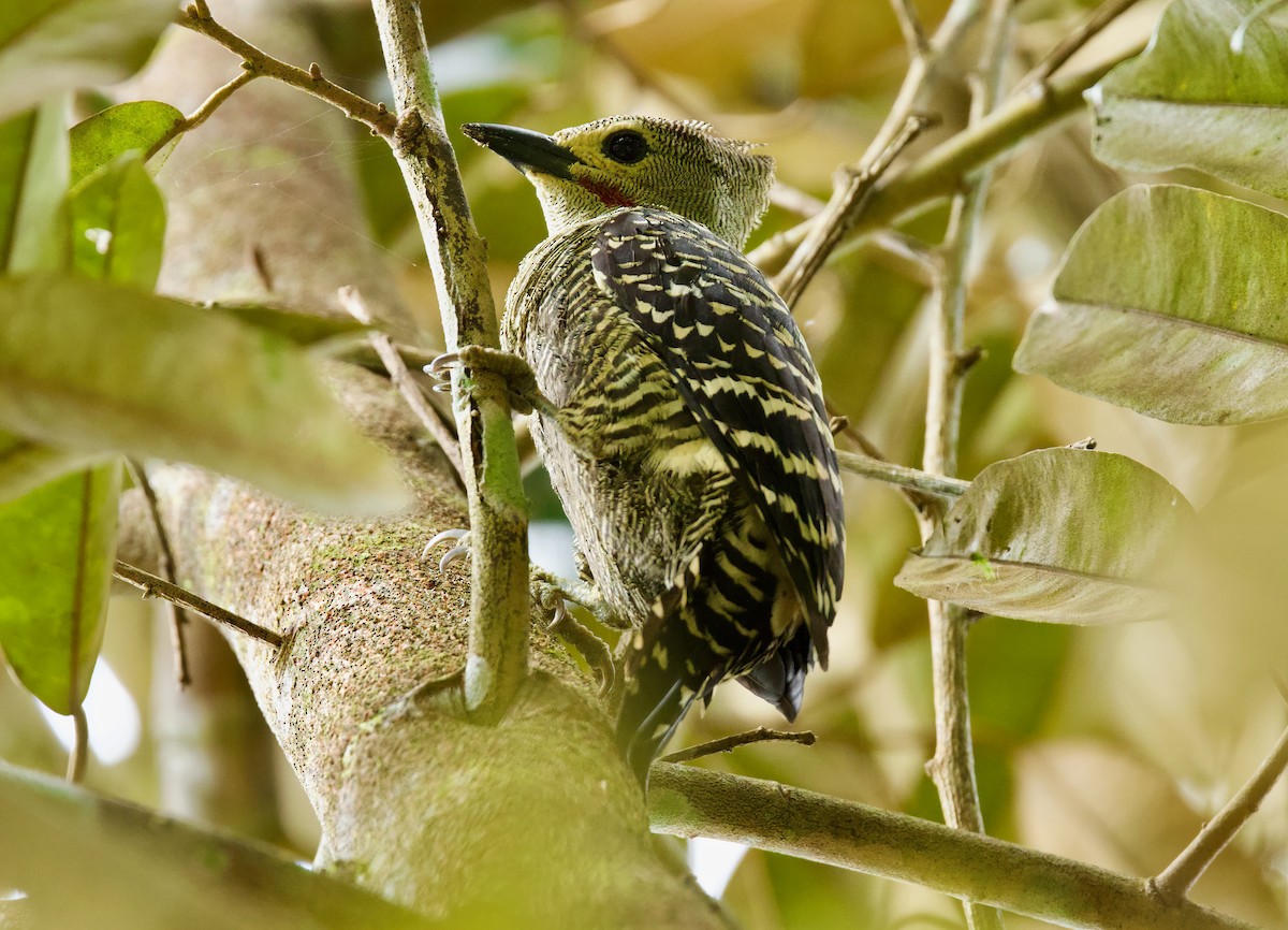 Buff-rumped Woodpecker - ML632040381