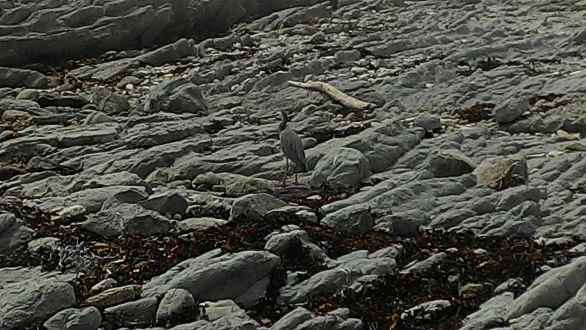 volavka bělolící - ML632040388