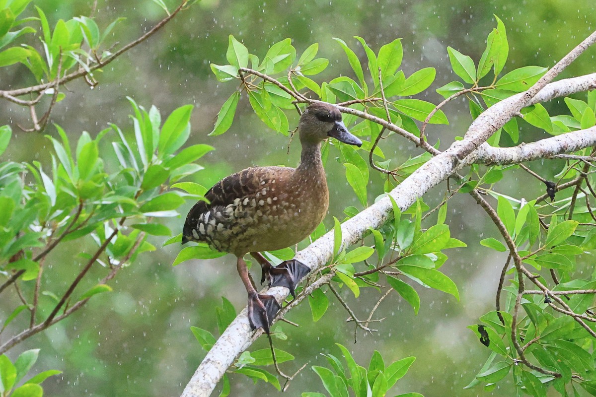 Spotted Whistling-Duck - ML632040417