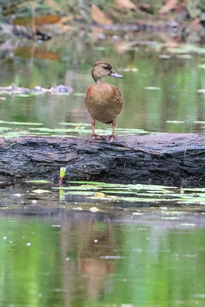 Spotted Whistling-Duck - ML632040424