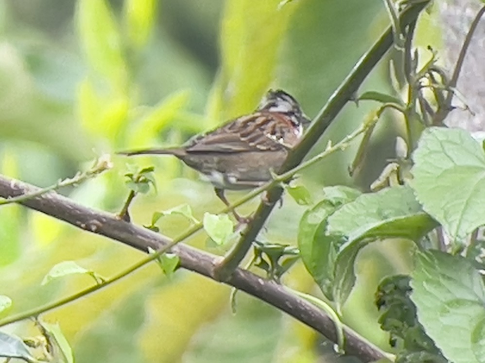 Rufous-collared Sparrow - ML632040509