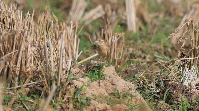 Singing Bushlark - ML632040592