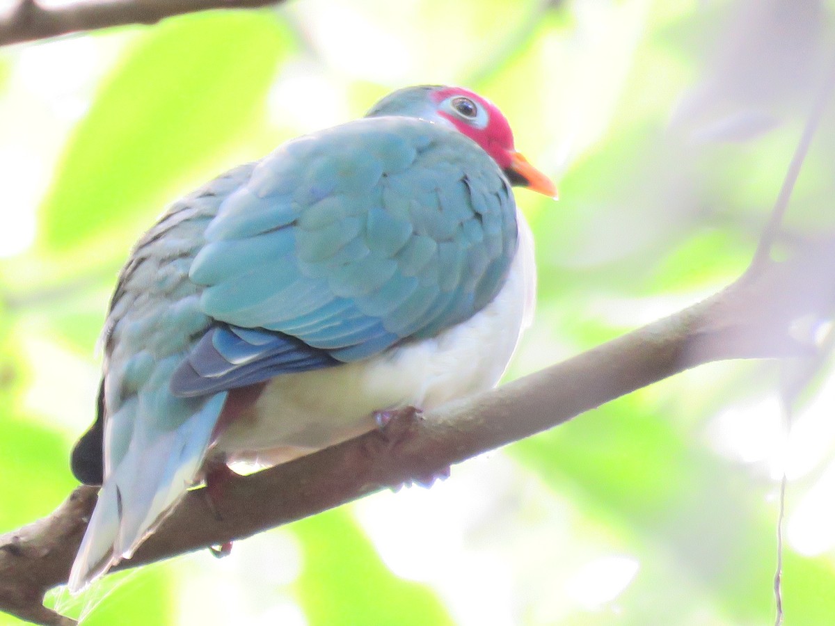 Jambu Fruit-Dove - ML632040595