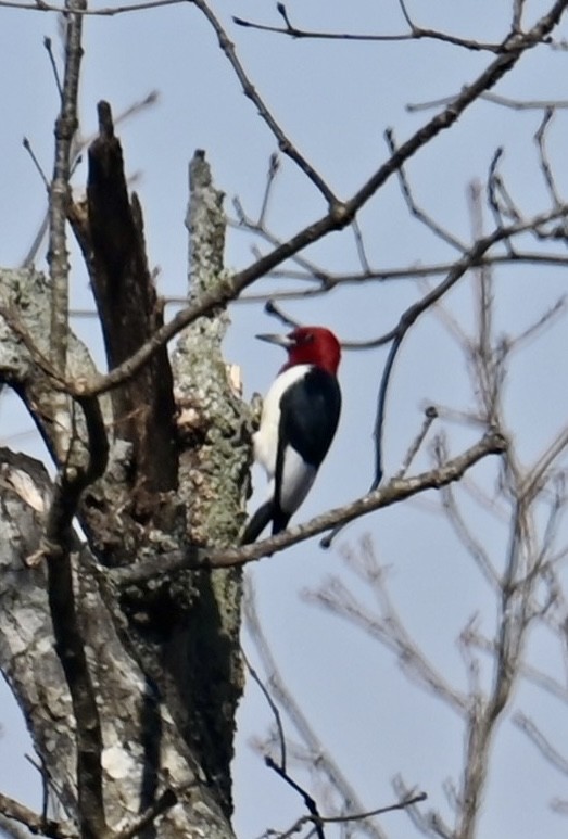 Red-headed Woodpecker - ML632040675