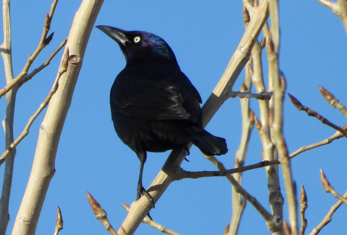 Common Grackle - ML632040679