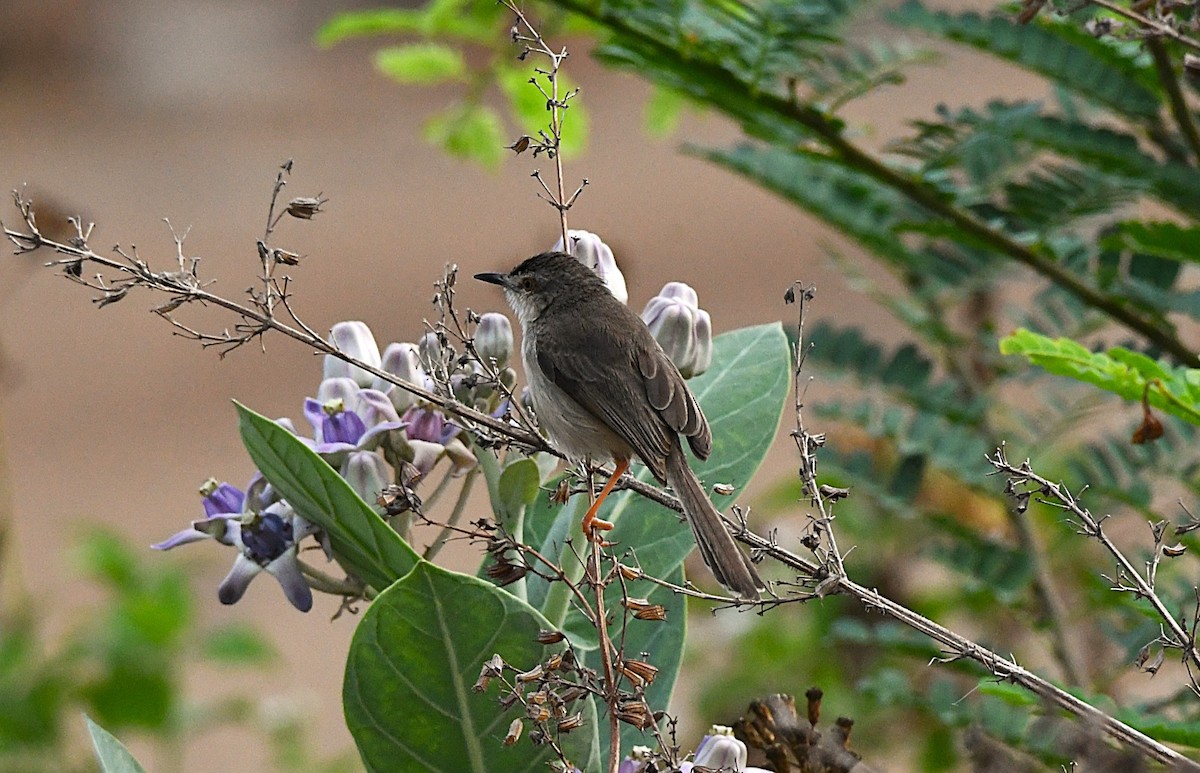 Plain Prinia - ML632040747